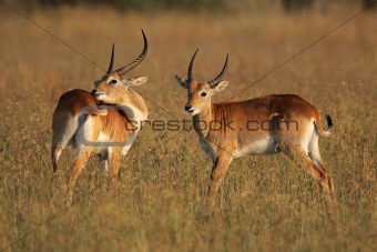Red lechwe antelopes