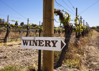 Winery Sign With Old Vines