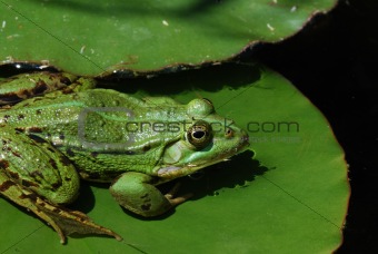 green frog on lily