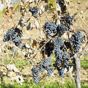grapevines in vineyard (cabernet moravia), Czech Republic