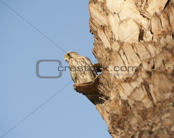 Female kestrel on perch looking for prey