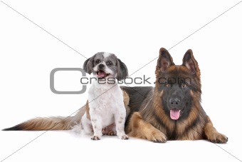 German shepherd and a mixed breed dog