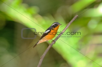 male mugimaki flycatcher