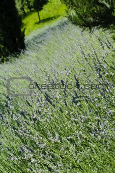 Lavender (Lavandula) field