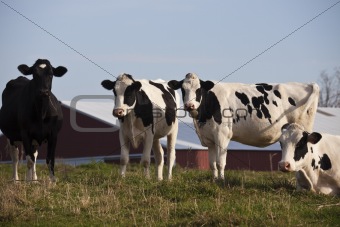 Cow Farm in Wisconsin  
