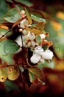 Autumn bush with white berries