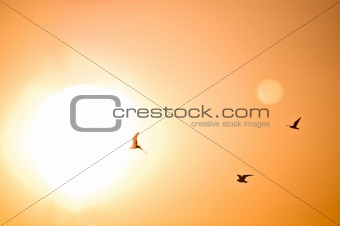 Birds Flying into the Sunset
