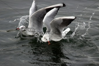 two seagulls