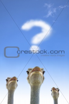 question and thinking  concept. ostrich watching question mark