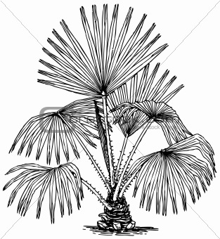 Plant Livistona australis (Cabbage-tree Palm)