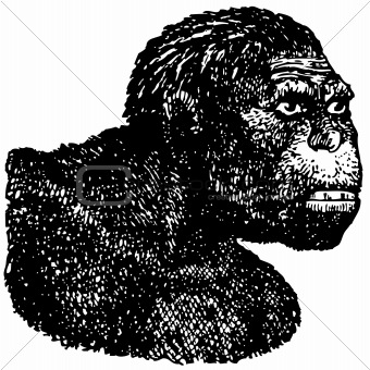 Java Man (Homo erectus)
