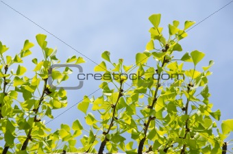 Ginko leaves