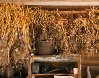 Garlic In The Drying Shed