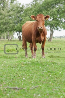 Cow in a field looking at camera