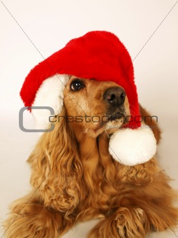 brown cocker spaniel with red christmas hat 2