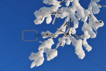 Beautiful snow-covered  twig 