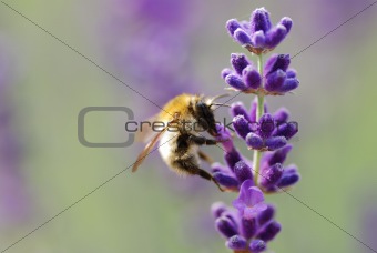 little bumblebee on lavender