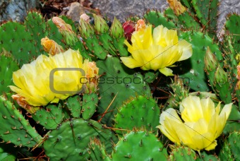 yellow cactus flowers