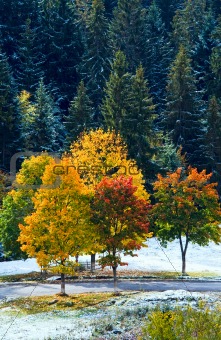 First winter snow and autumn colorful trees near mountain road