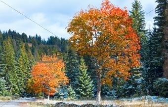 First winter snow and autumn colorful foliage near mountain road