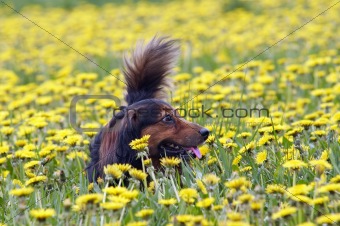 Dachshund on the dandelions meadow
