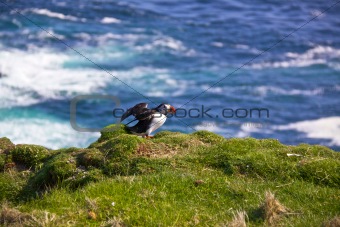 Atlantic Puffin spreading wings