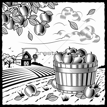 Landscape with apple harvest black and white