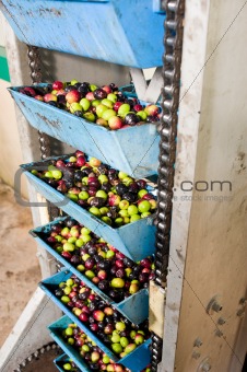 Olive processing plant