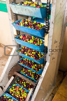 Olive processing plant