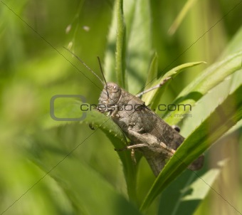 Gray grasshopper among a green grass