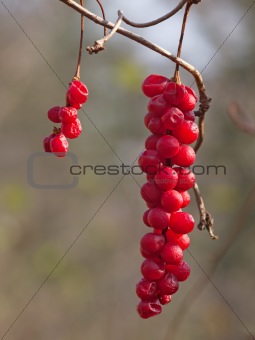 Brush of berries of taiga liana Schisandra chinensis