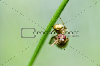 spider eat fly in nature