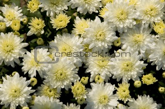 White and yellow chrysanthemums in a garden