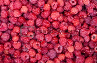 sweet fresh raspberries closeup
