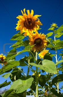 Close-up of sunflower against a blue sky background