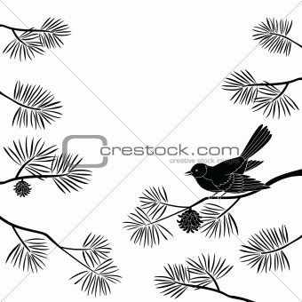 Titmouse on pine branch, cutout(974).jpg