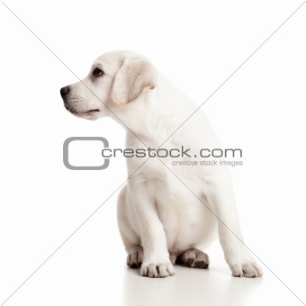Labrador baby
