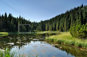 Mysterious lake among fir trees