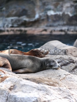 sea lion sleeping