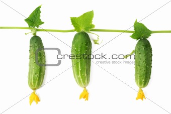 Cucumbers