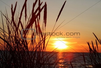 Grass and sunset