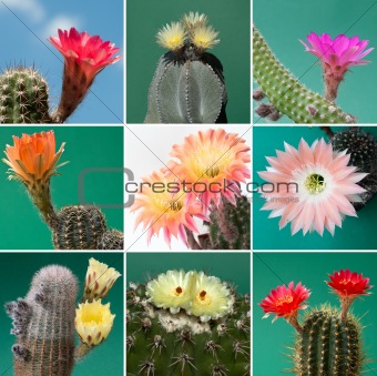 Collage blossom of cactus