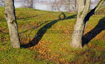 Lime tree trunks and fallen leaves in autumn. Lake