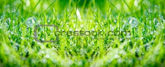 Green grass panorama