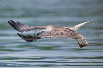 sea eagle flying full speed