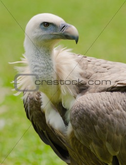 griffon vulture portrait