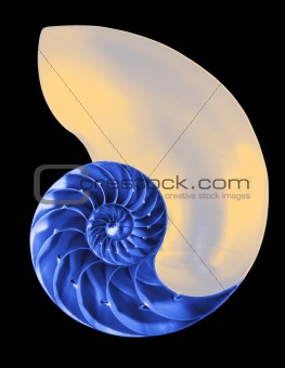 Nautilus shell interior in blue