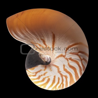 Nautilus shell exterior, isolated