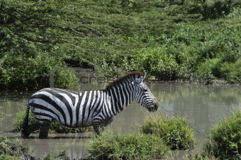 Zebra in the water.
