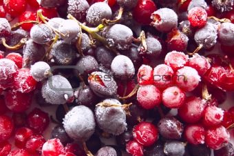 Fresh frozen berries: red and black currant